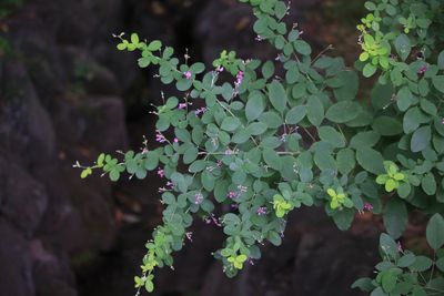 ヤマハギ（マメ科）