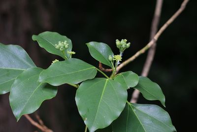 カクレミノ（ウコギ科）