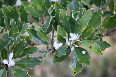 オガタマノキ（モクレン科）