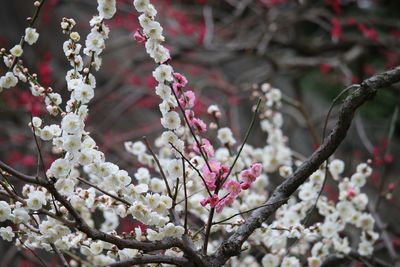 ウメ（思いのまま）（バラ科）