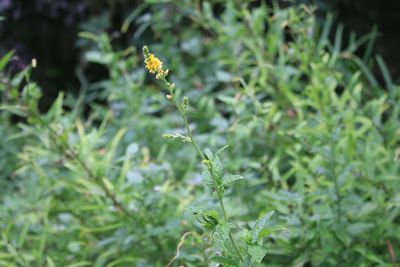 キンミズヒキ（バラ科）