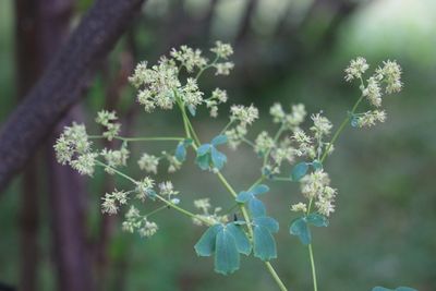 アキカラマツ（キンポウゲ科）