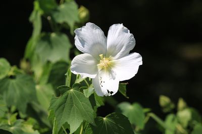 フヨウ（アオイ科）