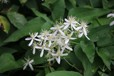 センニンソウ（キンポウゲ科）