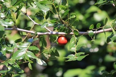 ナツメ（実）（クロウメモドキ科）