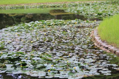 ヒメコウホネ（スイレン科）