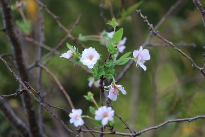 ジュウガツザクラ（バラ科）