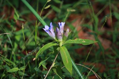 リンドウ（リンドウ科）