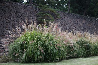 ススキ（イネ科）