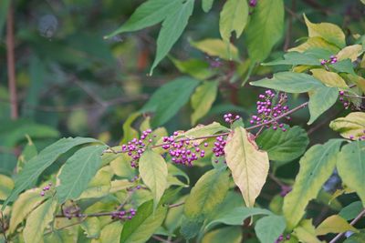 ムラサキシキブ（実）（シソ科）