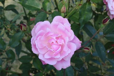 コウシンバラ（バラ科）