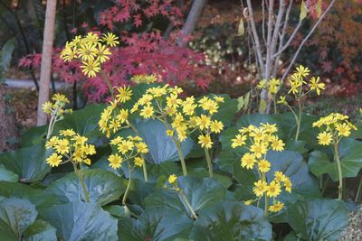 写真：ツワブキ（キク科）