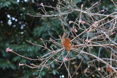 写真：ミヤマウグイスカグラ（スイカズラ科）