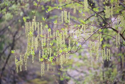 キブシ（キブシ科）