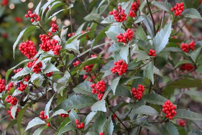 写真：センリョウ（実）（センリョウ科）