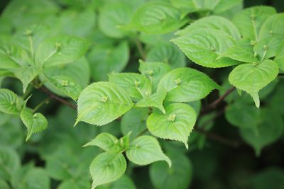 ハナイカダ（ハナイカダ科）