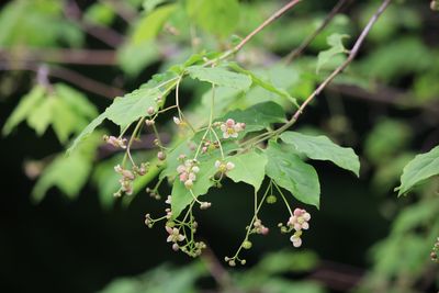 ツリバナ（ニシキギ科）