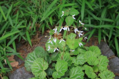 ユキノシタ（ユキノシタ科）