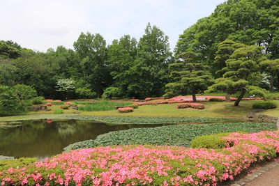 二の丸池周辺のサツキ