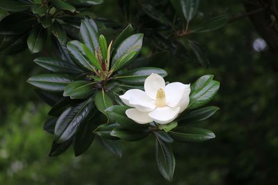 桜の島のタイサンボク