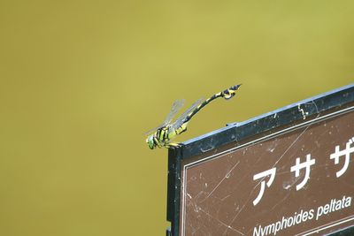 二の丸池のウチワヤンマ