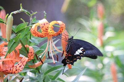 オニユリとモンキアゲハ（二の丸雑木林）