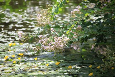 二の丸池（サルスベリとアサザ）