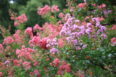 満開のサルスベリ
