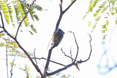 二の丸雑木林のクマゼミ