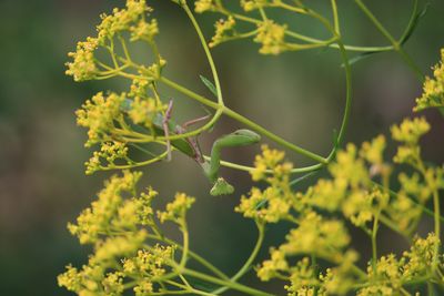 オミナエシとハラビロカマキリ