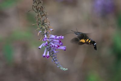 トウフジウツギとホシホウジャク