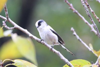 二の丸池周辺のエナガ
