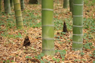 二の丸休憩所周辺のタケノコ