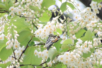 ハクウンボクとナミアゲハ