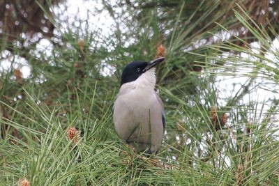白鳥濠周辺のオナガ
