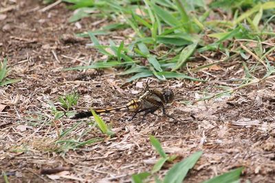 バラ園のシオカラトンボ