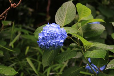 富士見多聞周辺のアジサイ