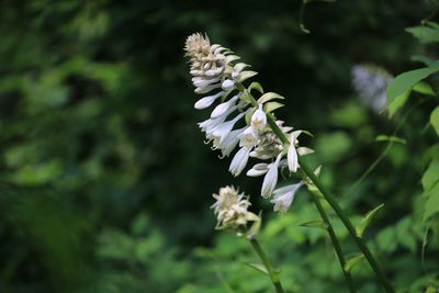 二の丸雑木林のオオバギボウシ