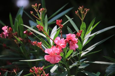 書陵部周辺のキョウチクトウ