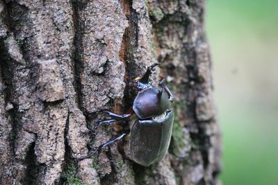 二の丸雑木林のカブトムシ