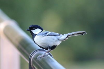 展望台のシジュウカラ