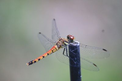 二の丸雑木林のナツアカネ