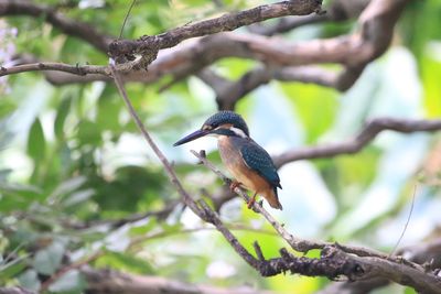 二の丸池周辺のカワセミ