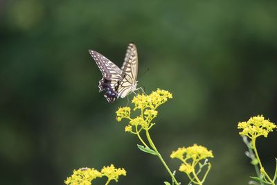 オミナエシとナミアゲハ