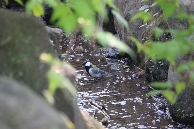 新雑木林流れで水浴びするシジュウカラ