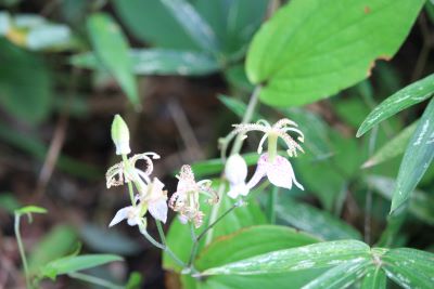 ヤマホトトギスの開花