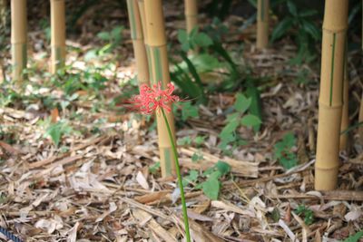 開花中のヒガンバナ