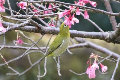 二の丸池周辺のメジロ