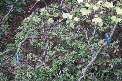 二の丸池のカワセミ2羽