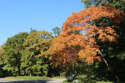 二の丸雑木林ヌルデの紅葉